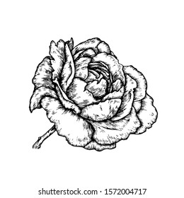 413 Carnation Tattoo Images, Stock Photos & Vectors | Shutterstock