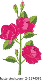 Rose isolated on white background