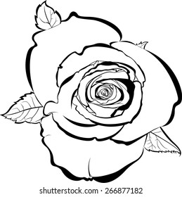 rose isolated on white background