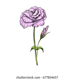 Rose. Isolated on white background pink flower with stem, bud and leaves. Vector illustration