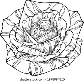 Rose isolated on white. Hand drawn line vector 