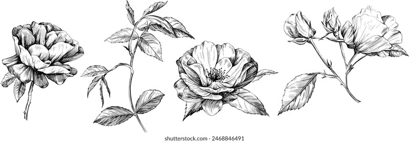 Rose isolated on white set. hand drawn vintage wild flower illustration collection.