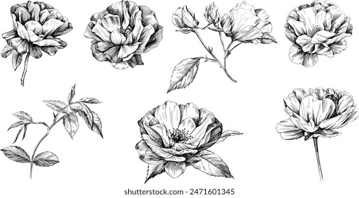 Rosa aislada en conjunto blanco. Dibujado a mano vintage colección de ilustración de flor silvestre.