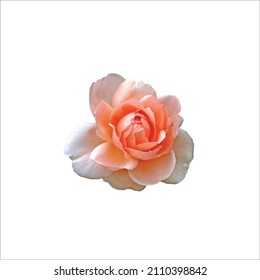 Rose isolated vector flower with white background.