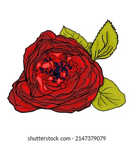 Rose einzelne Vektorgrafik. Blume mit Blättern einzeln als Logo, Blindfarben für Designer