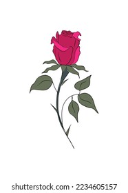 Rose - June birth month flower colorful vector illustration. Hand drawn design for tattoo, logo, cards, invitations. Colored outline sketch drawing Isolated on white background.
