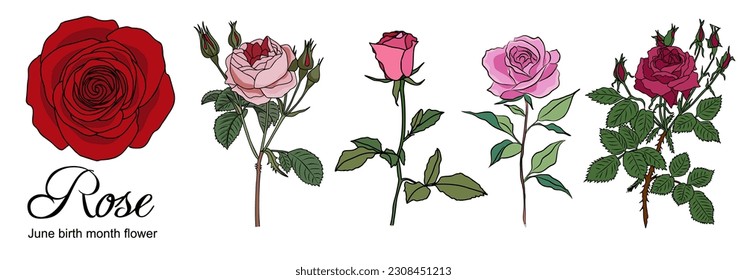 Rose June Birth month flower colorful vector illustrations set isolated on white background. Modern minimalist design for logo, tattoo, wall art, poster, packaging, stickers. Red and pink roses