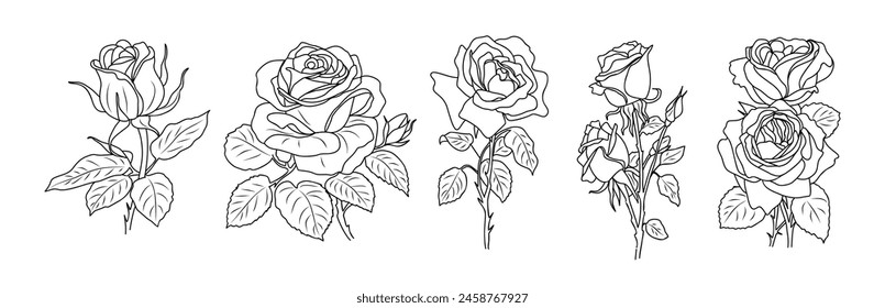 Rose June Birth month flower line art vector illustrations set isolated on transparent background. Modern minimalist design for logo, tattoo, wall art, poster, packaging, stickers. Black ink sketch.