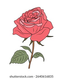 Rose June Birth month flower colorful vector illustration isolated on transparent background. Modern minimalist design for logo, tattoo, wall art, poster, packaging, stickers	
