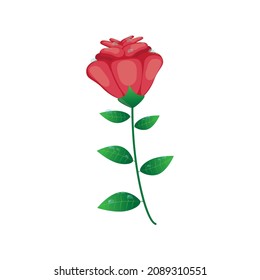 rose with large red bud and dew drops