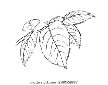 rose leaf close up, sketch style, vector illustration isolated on white background. Decorative black and white design element. Elegant outline image of rose leaves