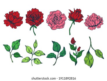 Rose and leaf color illustration set