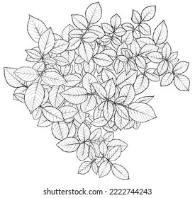Composición de hojas de rosa. Esbozo de ilustración en blanco y negro. Coloración antiestrés.