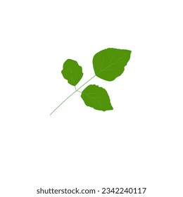 diseño de ilustración de hoja de rosa. icono de la hoja de rosa