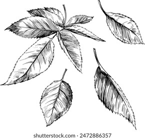 Rose leaf isolated on white. Hand drawn vintage illustration.