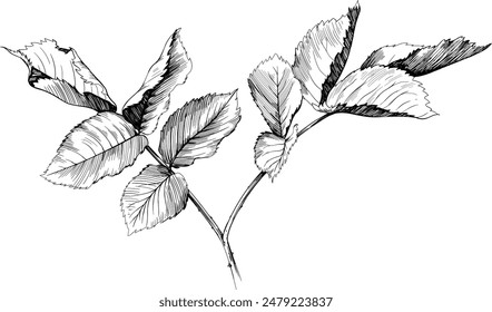 Rose leaf isolated on white. Hand drawn branch vintage illustration.