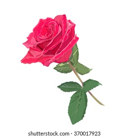 Rose with leaf on white background