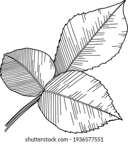 Rose leaf outline vector. Hand drawn.