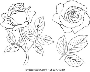 Rose and leaf vector for valentine's day