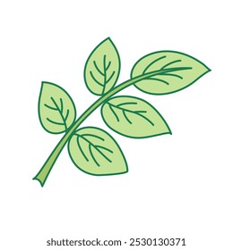 Rose leaves. Beautiful flower on transparent background. Vector modern illustration