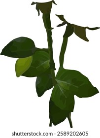 rose leaves and branch vector31