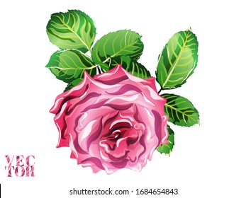 Rose and Leaves Elements. Summer Peonies Leaves and Buds Sleepwear Texture.  Botanic Rose Flower Swimwear Print. Hand Drawn Isolated Floral Design. Green and Red Girly Hawaiian Peony Background. 