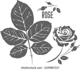 Rose leaves and flowers vector silhouette. Rosa medicinal herbal outline. Rosa flower and bud silhouette illustration for pharmaceuticals and cosmetology.
