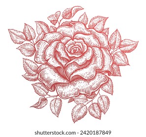 Rose with leaves. Garden flower. Hand drawn vintage sketch vector illustration