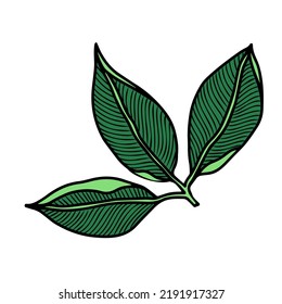 Rose leaves in green color . Floral botanical greenery. Hand drawn ink art. Isolated rose illustration element isolated on white.