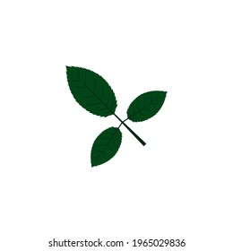 rose leaves on a white background.