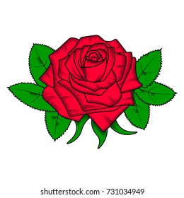 Rose and leaves on white background. Flowers roses, red buds and green leaves.