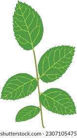 Rose leaves vector design handdmade
