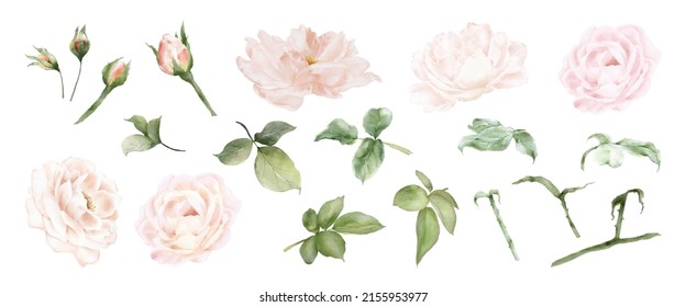 Rose and leaves watercolor illustration isolated on white background. Elements vector decorative for wedding concepts, greeting card, or invitation design.