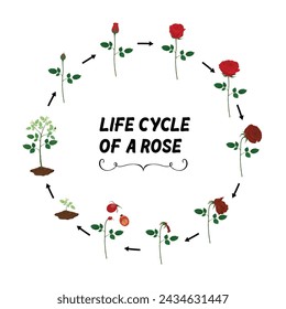Rose life cycle flat vector isolated on white background.