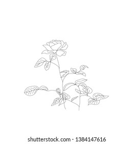 Rose line art drawing .