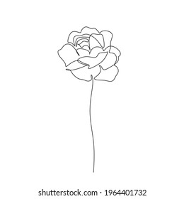 Rose line art drawing. Flower line drawing 