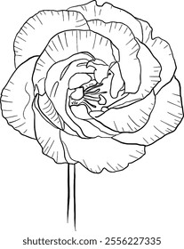 Rose line art. Flat isolated  hand drawn flowers. Minimalist style vector illustration