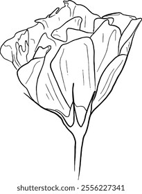 Rose line art. Flat isolated  hand drawn flowers. Minimalist style vector illustration
