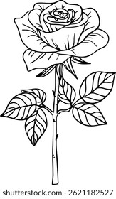 Rose line art. Flat isolated  hand drawn flowers. Minimalist style vector illustration