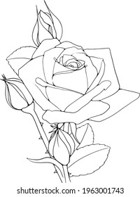 Rose Line Art Floral Line Art Rose Flower Line Art Vector Illustration For Invitation, Cards, Etc.