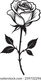 A Rose line art silhouette isolated illustration on white background