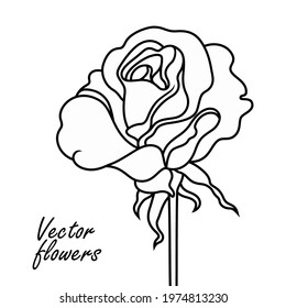 Rose line art vector hand drawn illustration. Minimalistic sketchy decorative flower. 