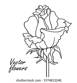Rose line art vector hand drawn illustration. Minimalistic sketchy decorative flower. 