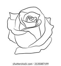 rose line vector  drawing black