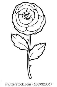 rose line vector illustration,
isolated on white background.Top view