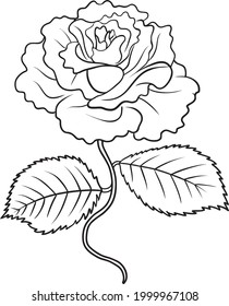 rose line vector illustration isolated on white background