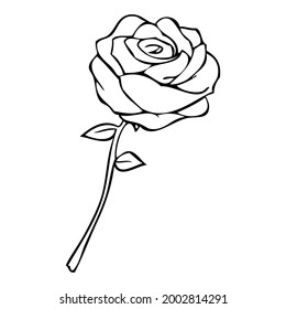 ilustración de vector de línea de rosa,
aislado en fondo blanco.vista superior
