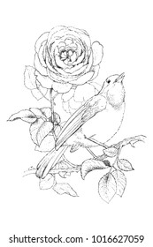 Rose and little bird. Vintage hand drawn illustration, it looks like coal. Vector design.