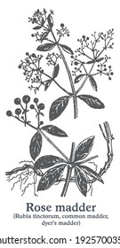Rose loco. Planta de vectores dibujada a mano. Esbozo de plantas medicinales de época.