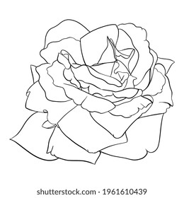 Rose. Minimalistic Flower Tattoo. Line art. Coloring book for kids and adults. Black Icon, isolated on white background. Vector image. 